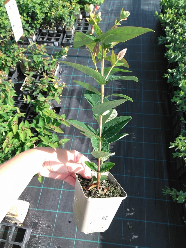 Hierba de San Juan Globo Raspberry - 11. 7. 2025