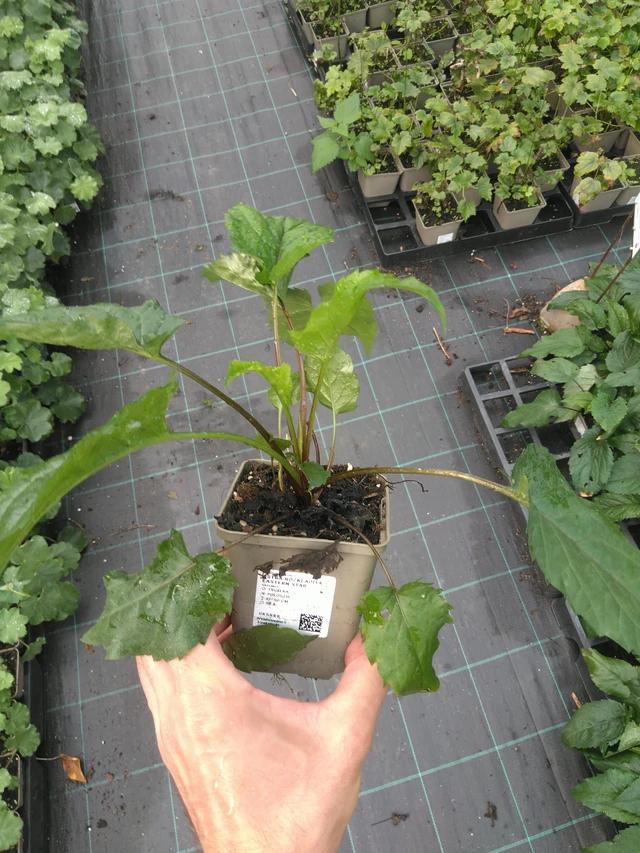 Malesiabonita Eastern Star - 25. 7. 2025