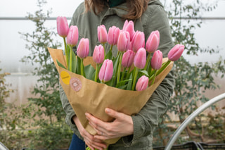 Tulipán Signum, Loukykvět