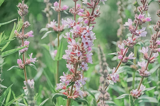 Kyprej Pink Tails, Loukykvět