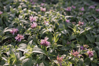 Monarda Beauty of Cobham, Loukykvět