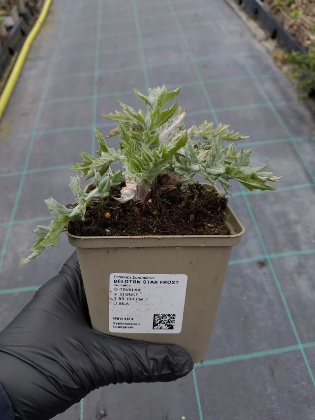 Przegorzan Star Frost - 31. 3. 2026