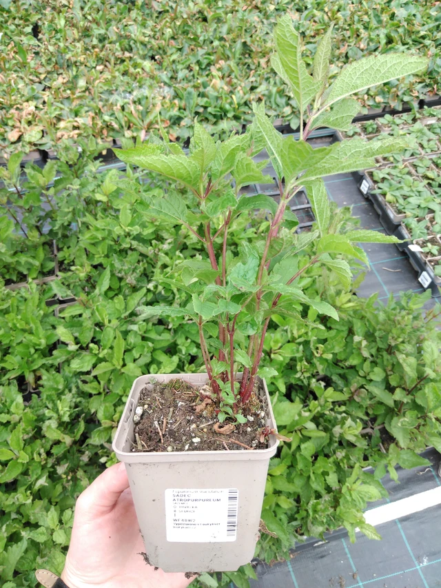 Maitohorsma Atropurpureum - 2024