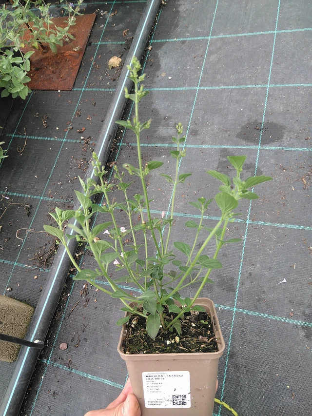 Tarhamari Lila Riese - 21. 7. 2025