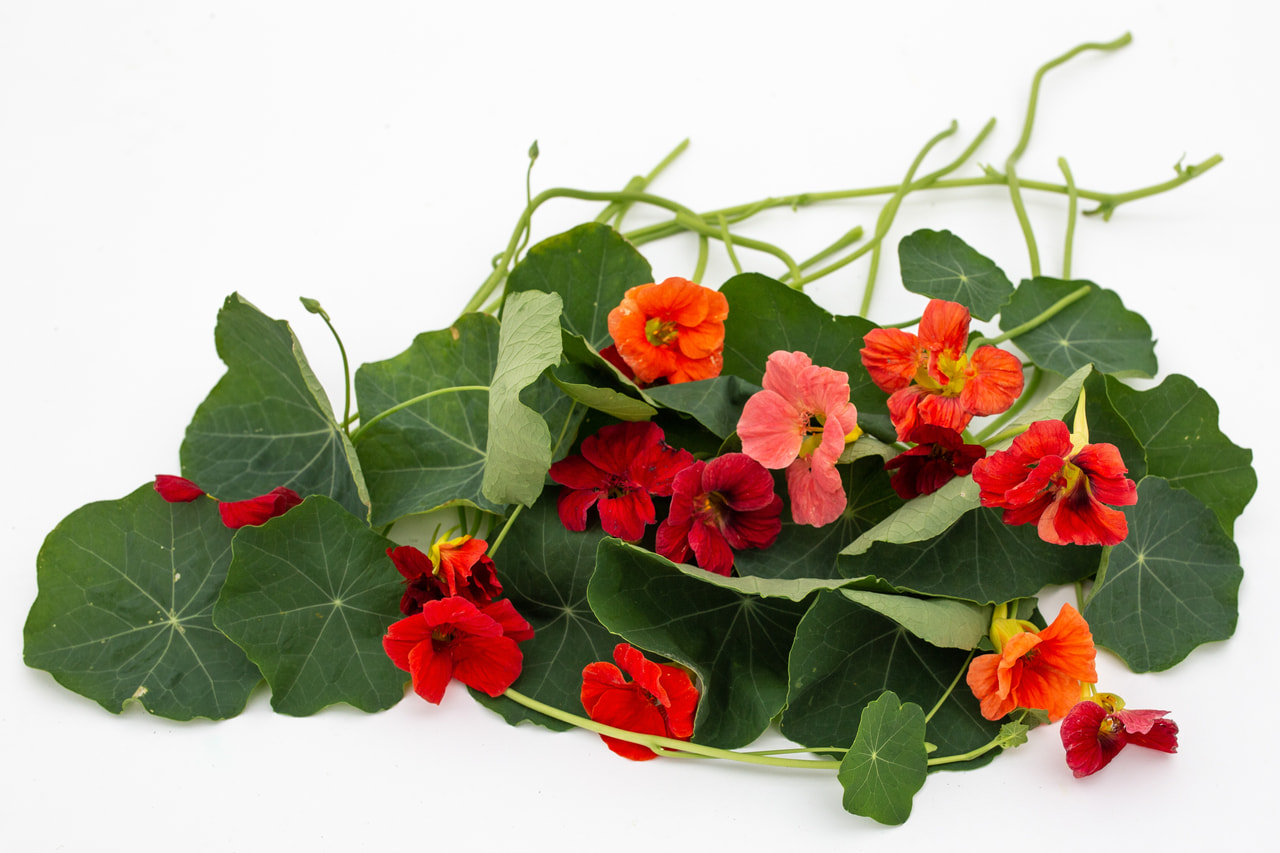 Lichořeřišnice Cherrelle, Loukykvět