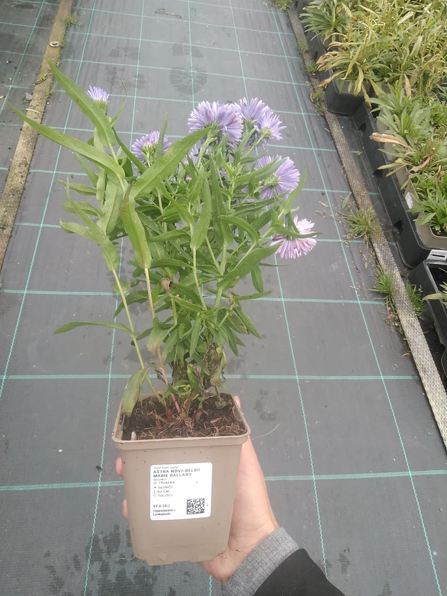 New York Aster Marie Ballard - 10. 10. 2025