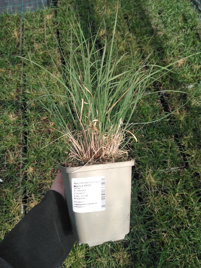 Muhla Rosy - 13. 5. 2025