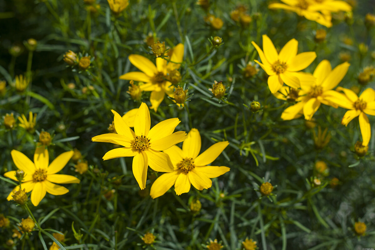 Krásnoočko Zagreb, Loukykvět