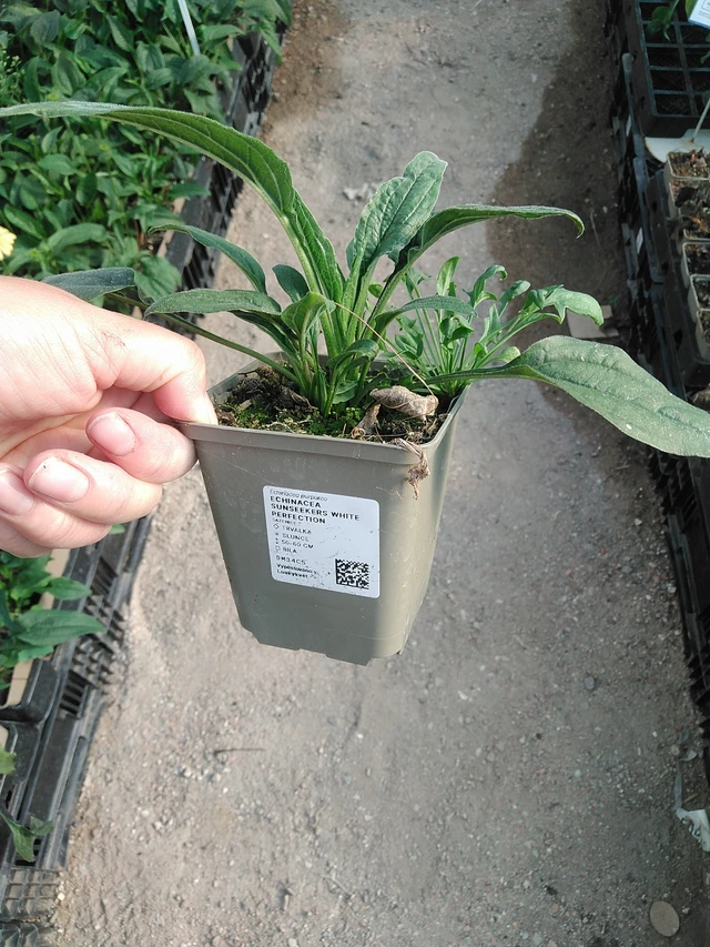 Echinacea SunSeekers White Perfection - 19. 8. 2025