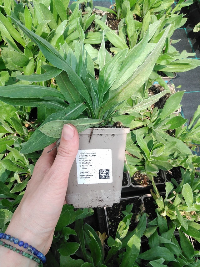 Aciano Alba - 9. 6. 2025