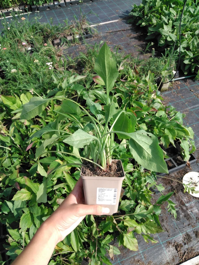 Rudbeckia Green Wizard - 2024