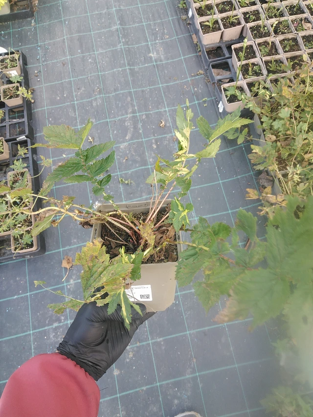 Angervo Variegata - 13. 10. 2025