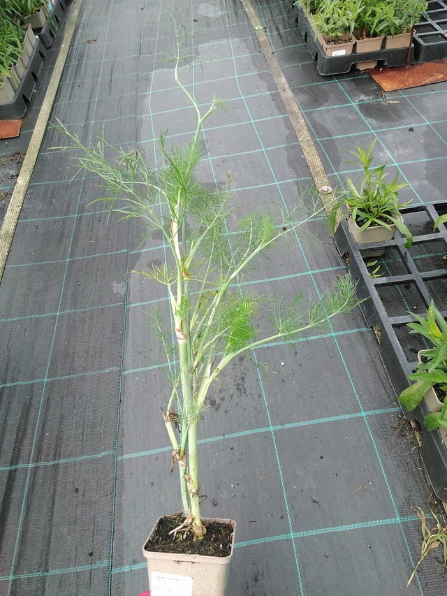 Common fennel - 29. 7. 2025