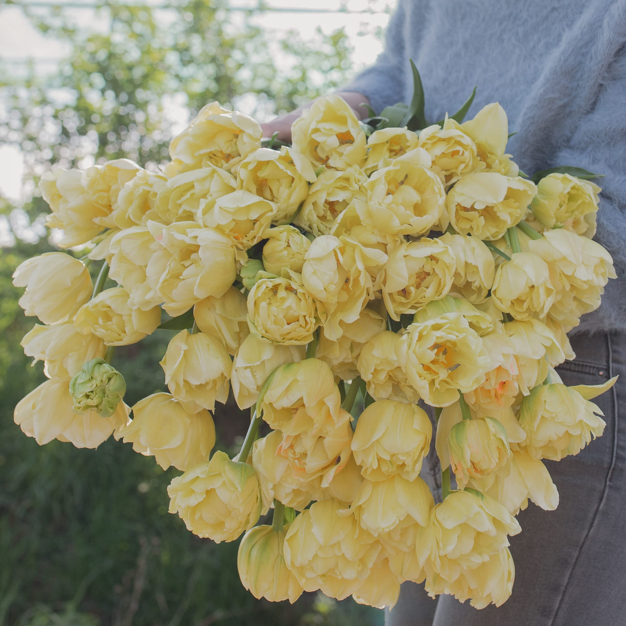 Tulipán Avant Garde, Loukykvět