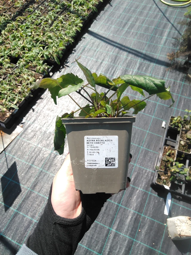 Astra rozkladitá Beth Chatto - 13. 5. 2025
