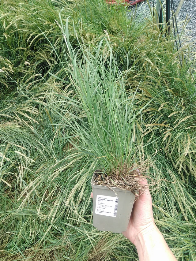 Hiuskolpakko Silky - 9. 6. 2025