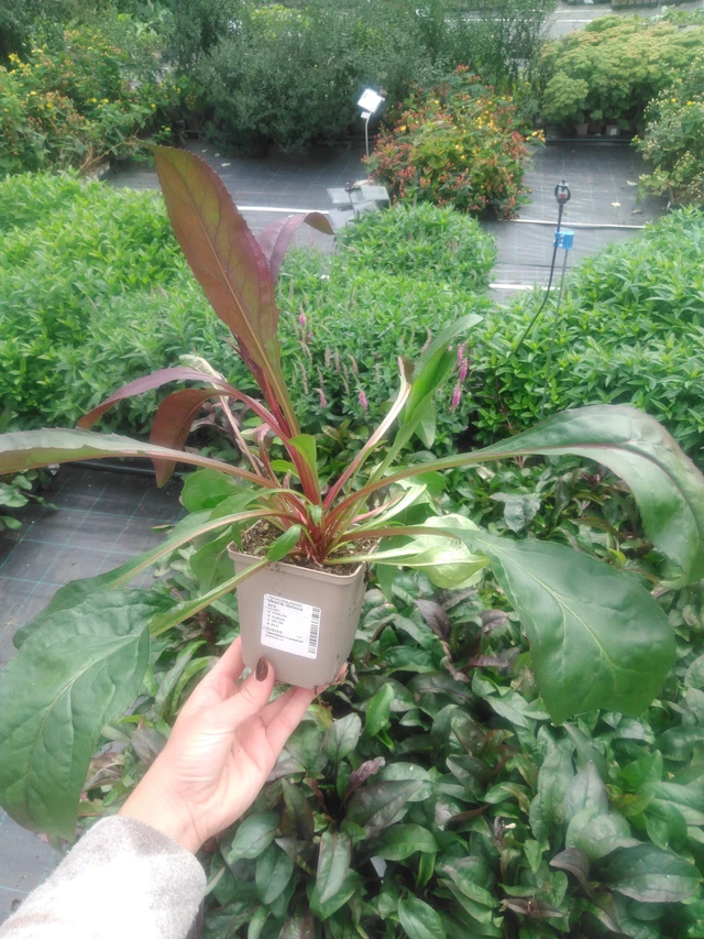 Penstemon Husker Red - 2024