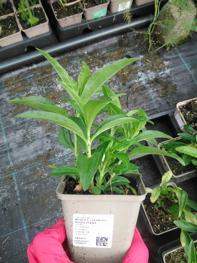 Saponaria officinalis Rosea Plena - 29. 7. 2025