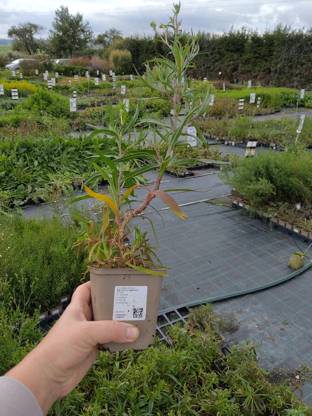 Baby's Breath Flamingo - 9. 10. 2025