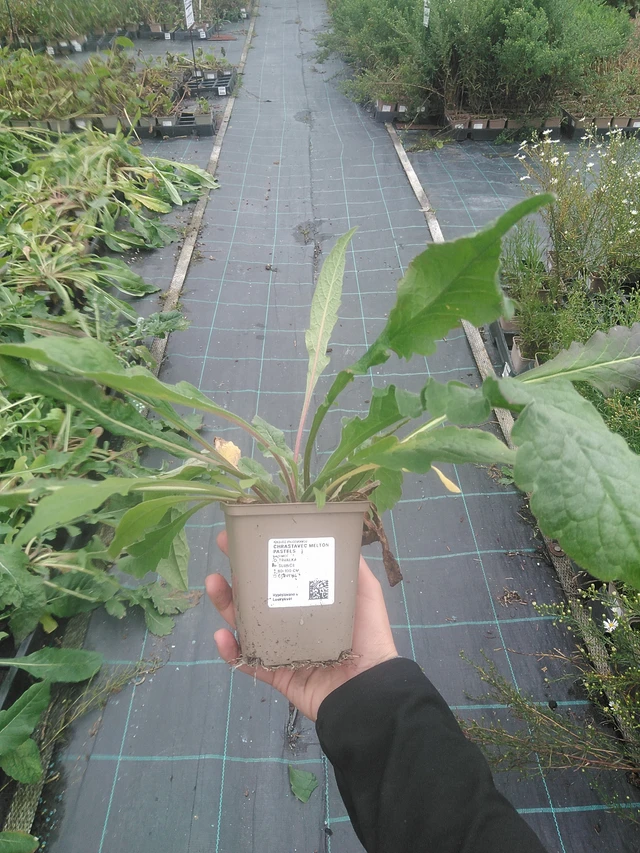 Chrastavec Melton Pastels - 10. 10. 2025