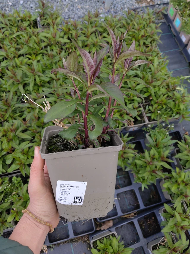 Flox Winnetou - 21. 4. 2026