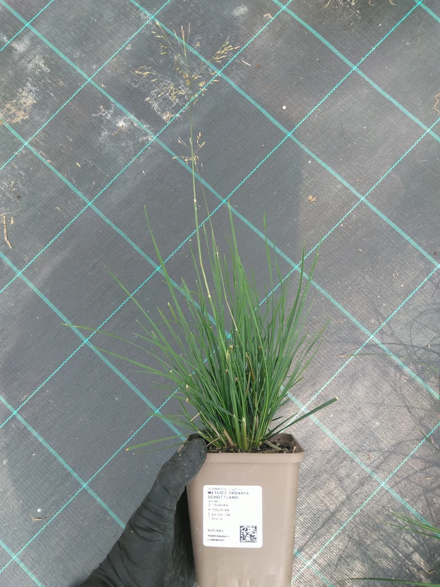 Metlice trsnatá Schottland - 10. 7. 2025