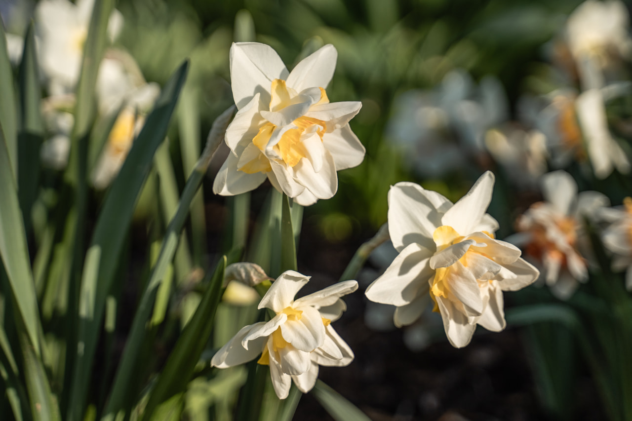 Narcis White Lion, Loukykvět