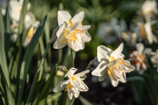 Narcis White Lion, Loukykvět