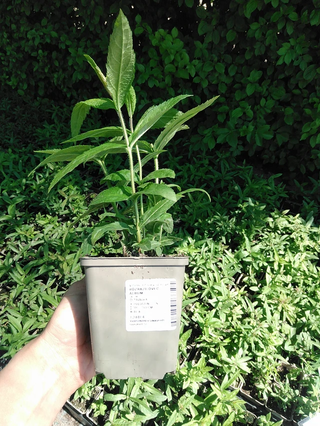 Rozrazilovec Album - 13. 5. 2025