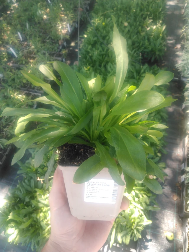 Ragged Robin luční - 2024