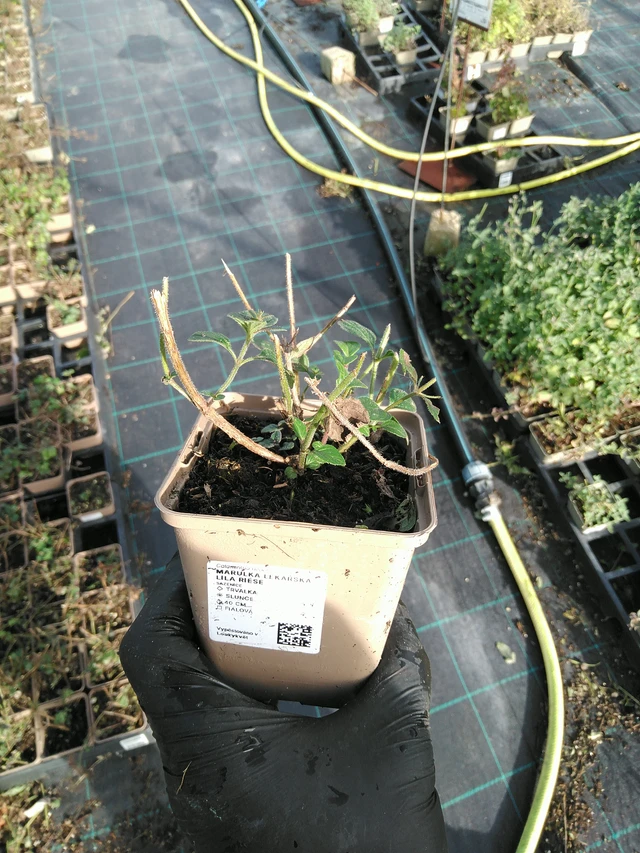 Tarhamari Lila Riese - 31. 10. 2025