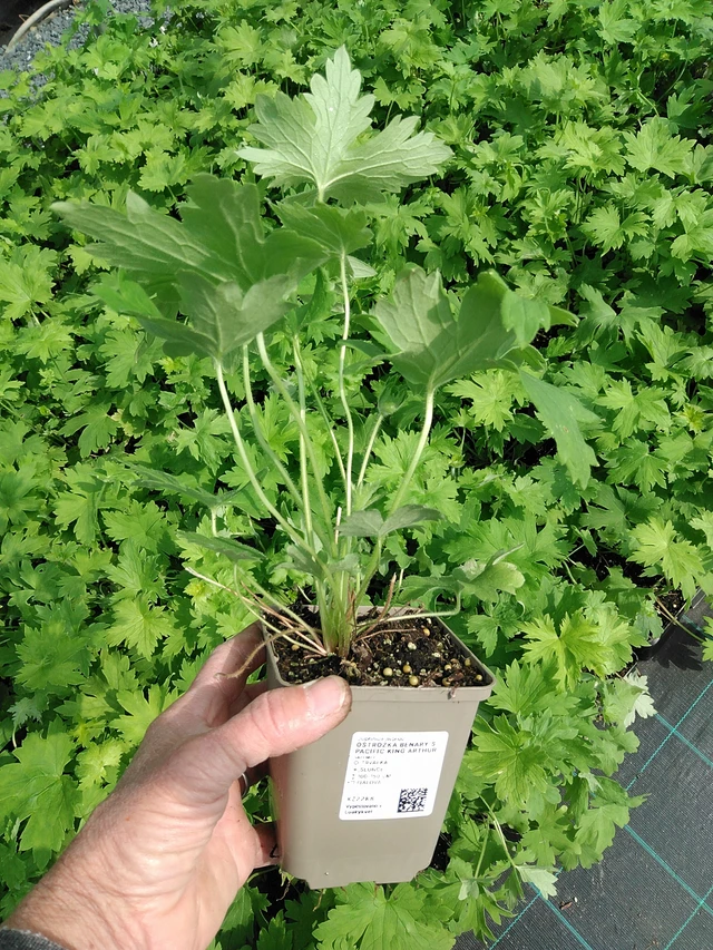 Delphinium Benary’s Pacific King Arthur - 9. 6. 2025