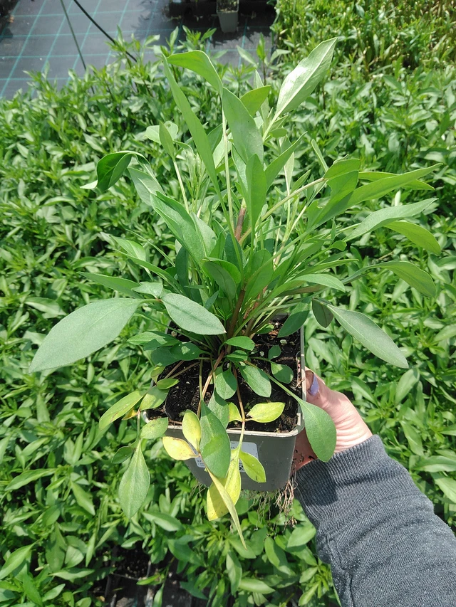 Coreopsis Full Moon - 9. 6. 2025