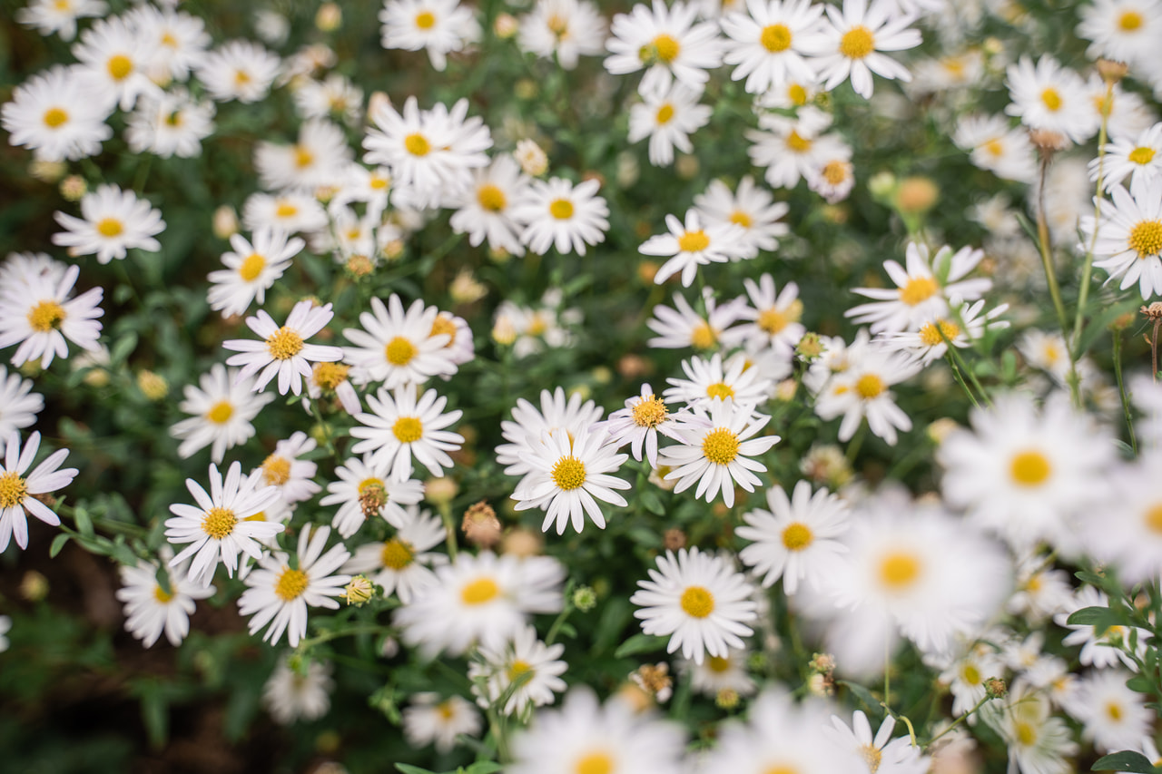 Astra ageratoides Starshine, Loukykvět
