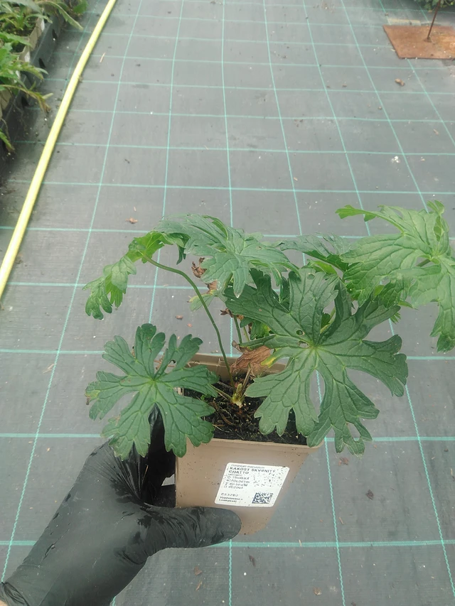 Kurjenpolvi skvrnitý Chatto - 10. 9. 2025