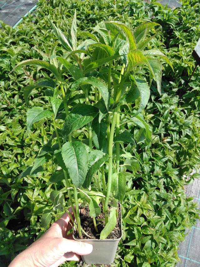 Monarda Beauty of Cobham - 13. 5. 2025