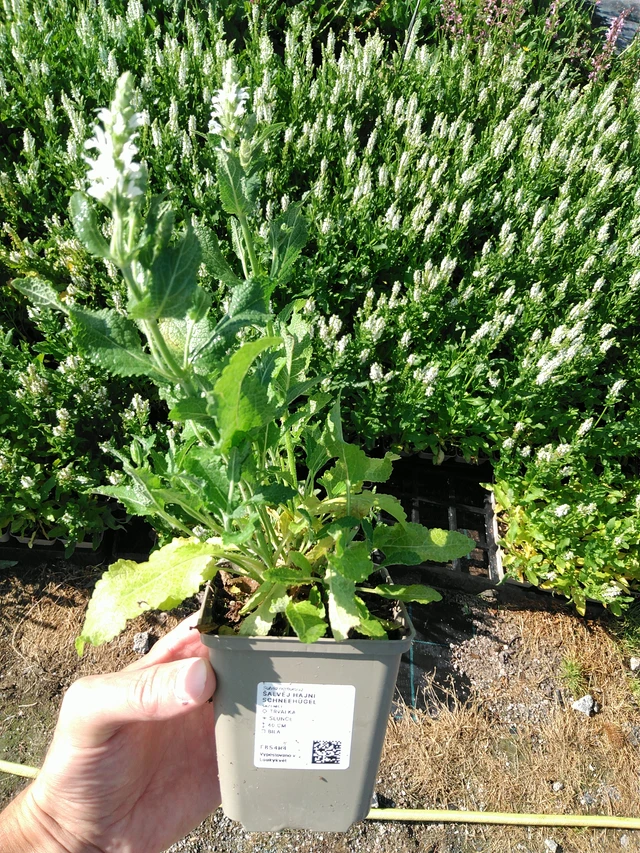 Šalvěj hajní Schneehügel - 24. 6. 2025