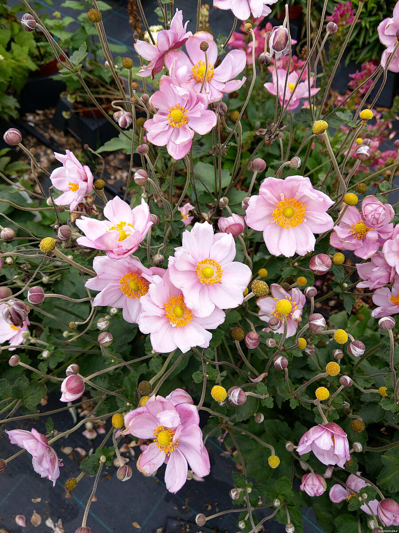 Sasanka japonská Königin Charlotte, Loukykvět