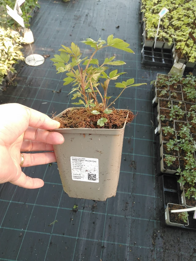 Srdcovka Valentine - 19. 8. 2025