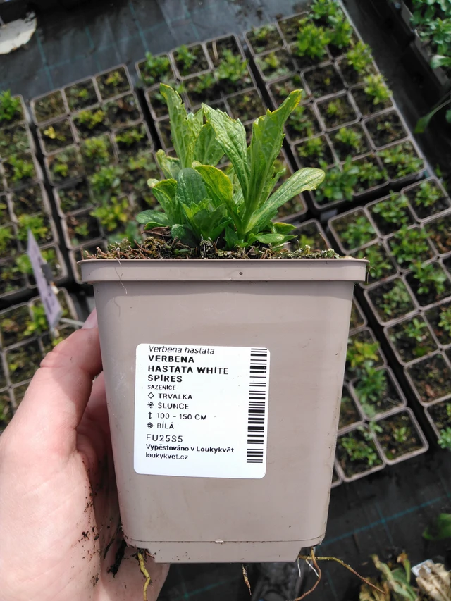 Arrow-leaved Verbena White Spires - 2024
