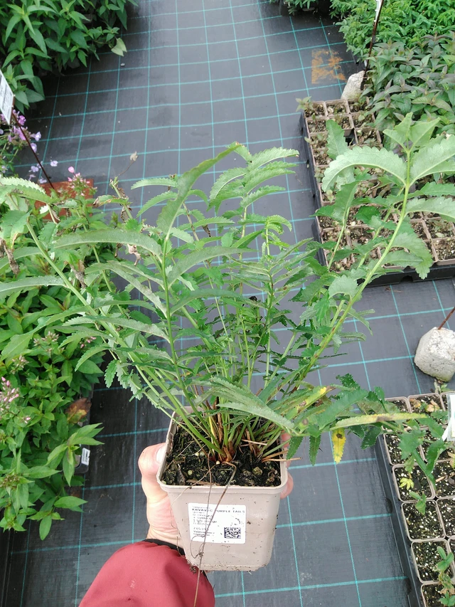 Veriheinä Purple Tails - 28. 7. 2025