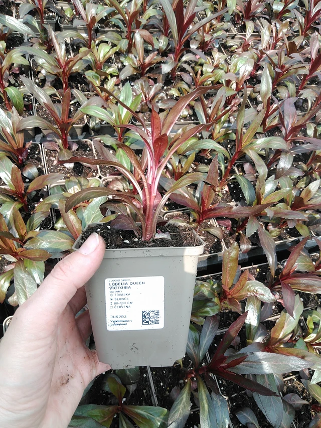 Lobelia Queen Victoria - 9. 6. 2025