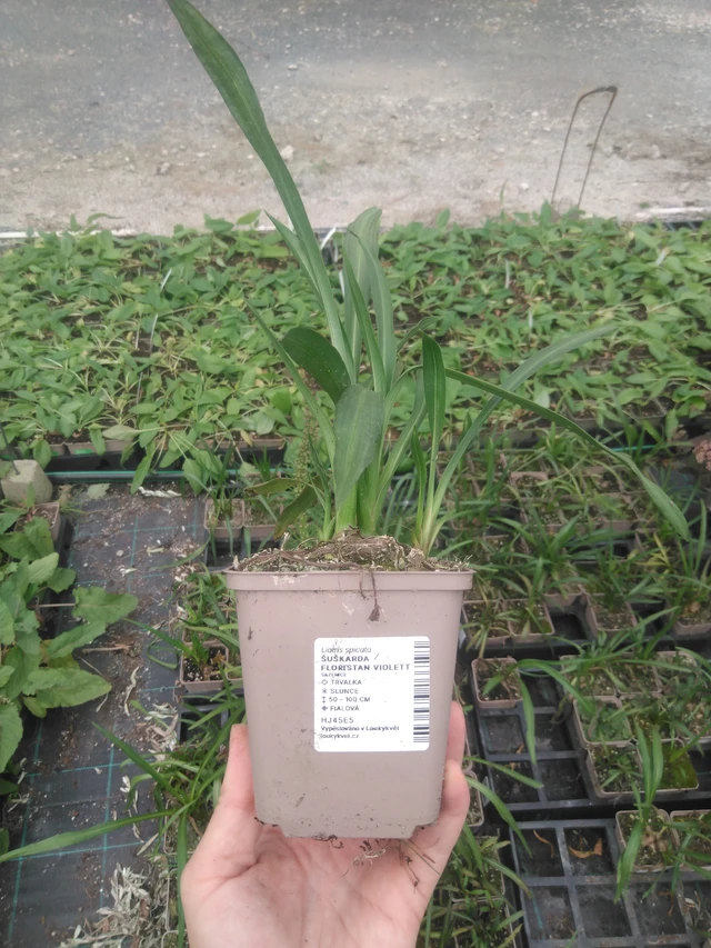 Liatris Floristan Violett - 2024