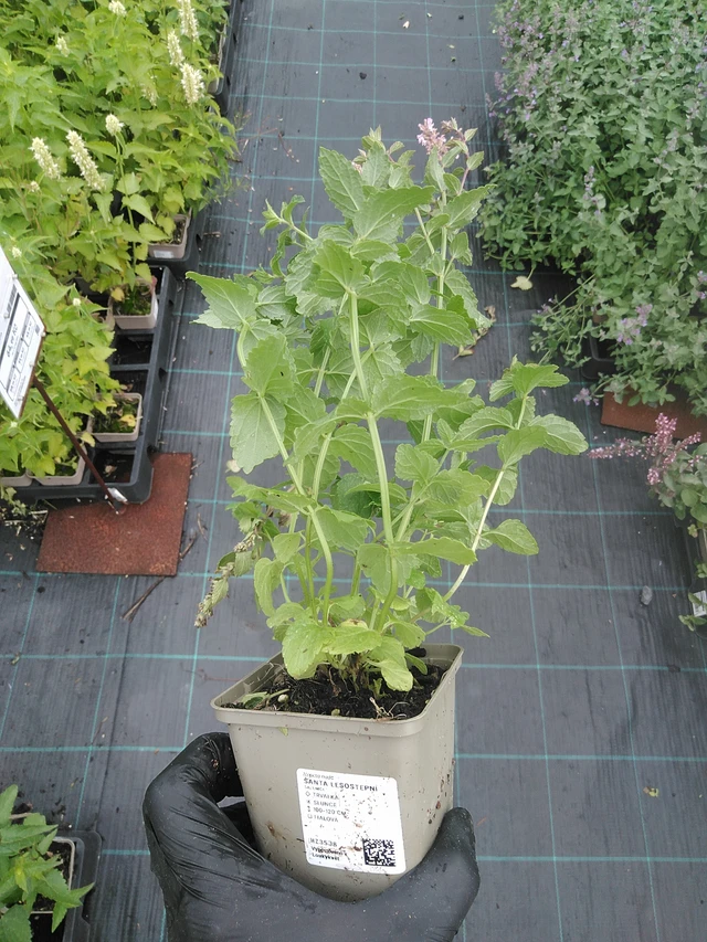 Nepeta siberiana - 4. 8. 2025