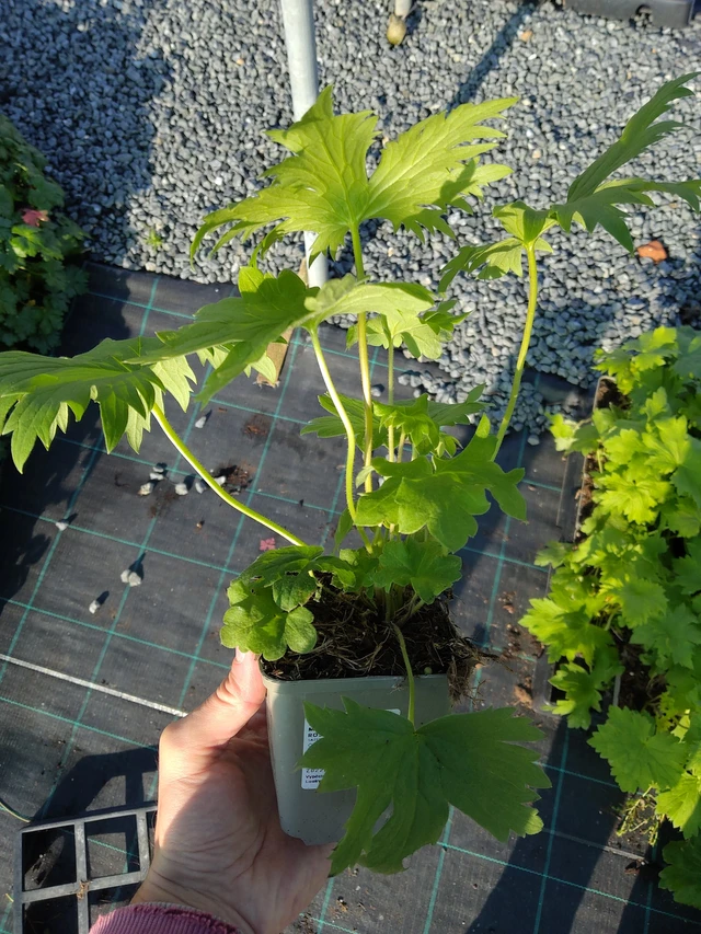 Stračka vyvýšená Magic Fountains Deep Rose (White Bee) - 17. 9. 2025