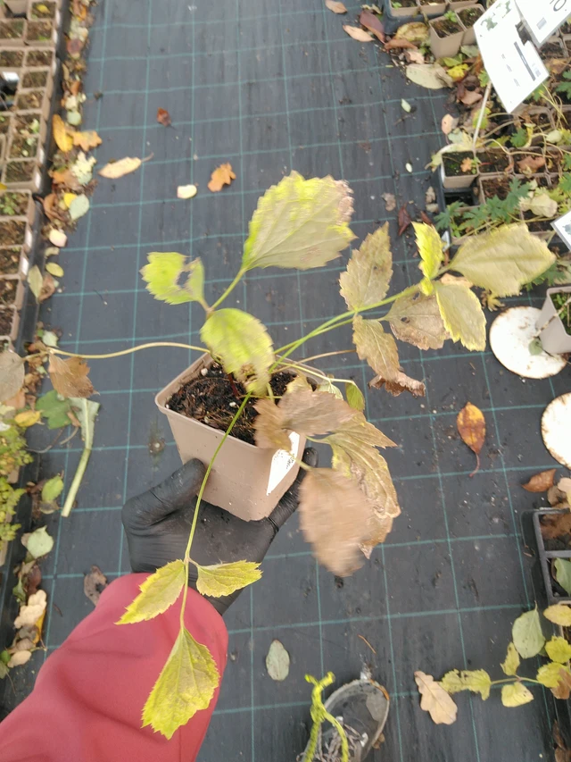 Clematis New Love - 31. 10. 2025