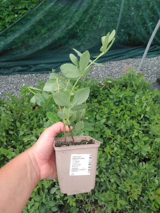 Baptisia Alba - 2024