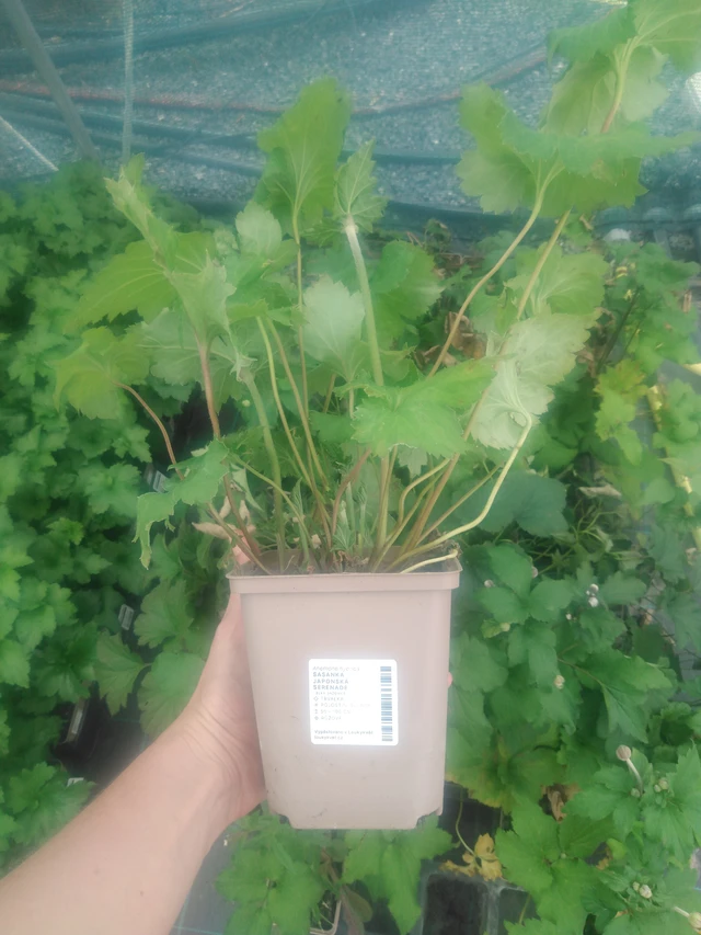 Sasanka japonská Serenade - 2024