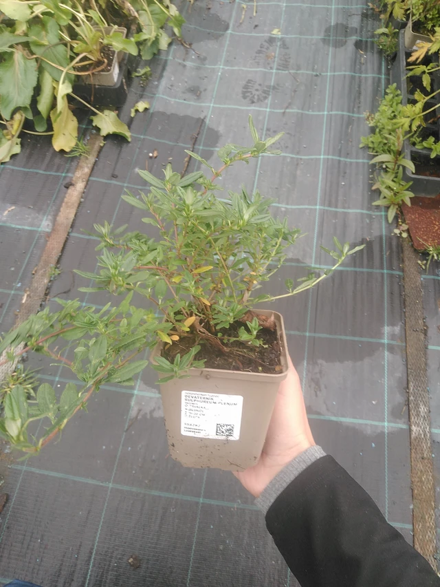 Aurinkoruusu Sulphureum Plenum - 10. 10. 2025