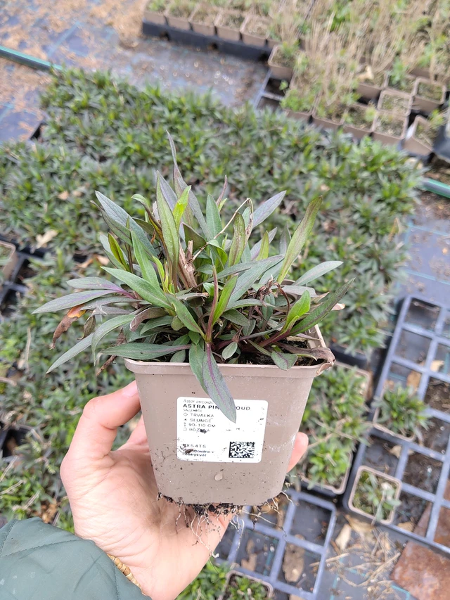 Astra Pink Cloud - 21. 4. 2026